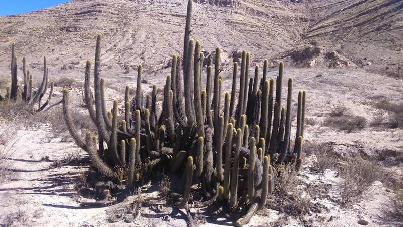Weberbauerocereus weberbaueri photo 4