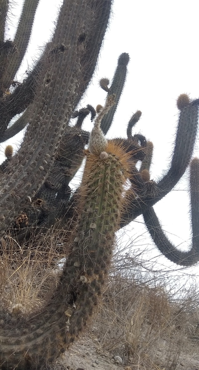 Weberbauerocereus weberbaueri photo 5