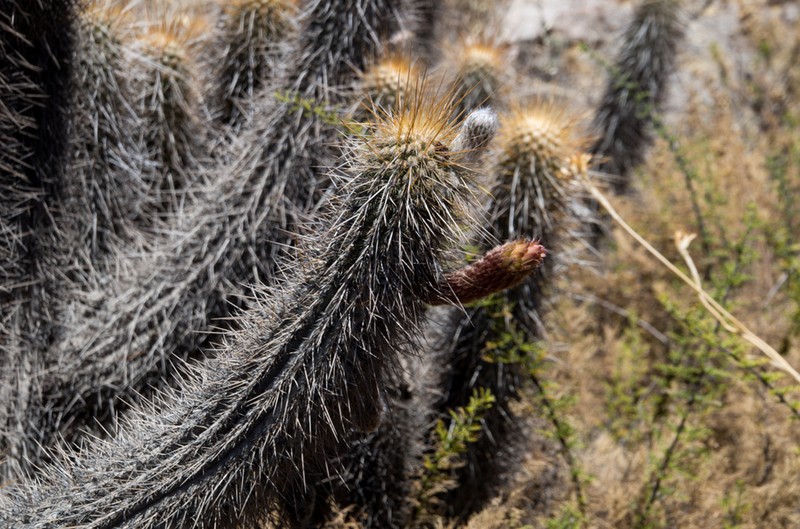 Weberbauerocereus weberbaueri photo 6