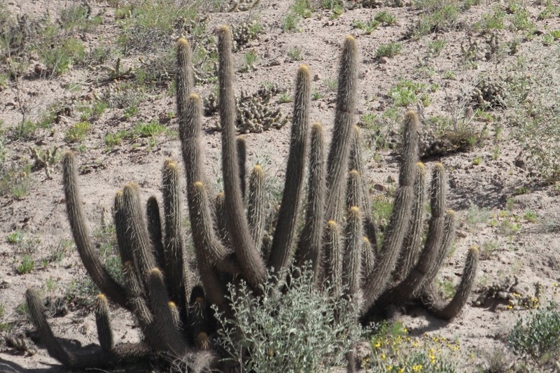 Weberbauerocereus weberbaueri photo 7
