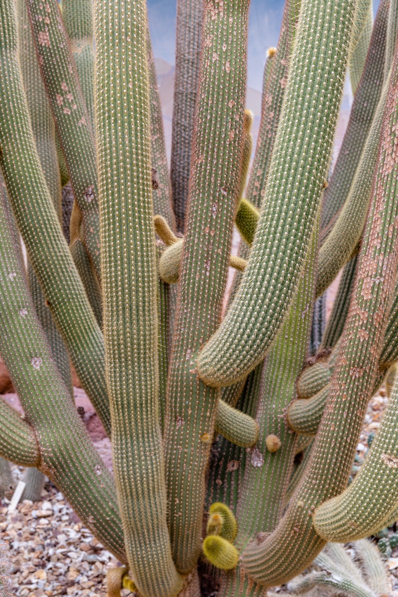 Weberbauerocereus winterianus
