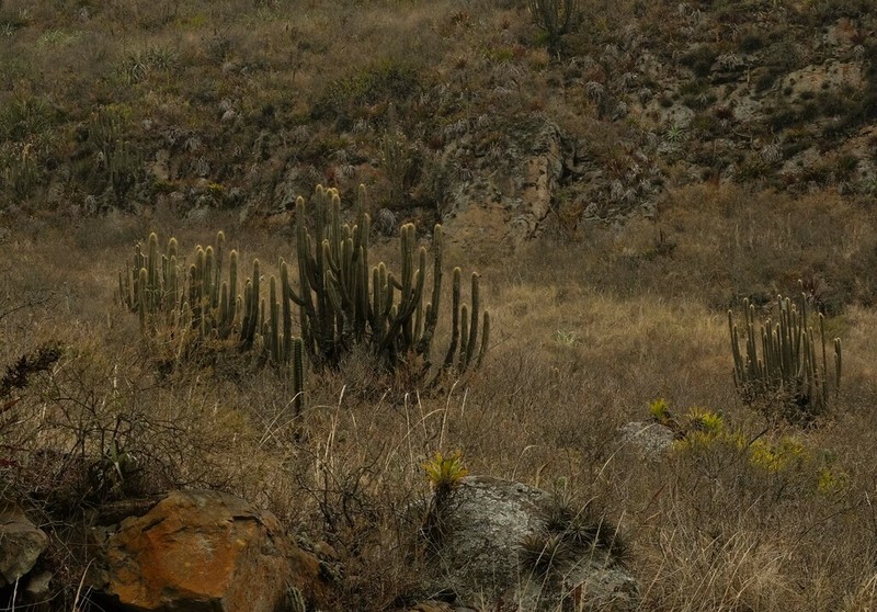Weberbauerocereus winterianus photo 2