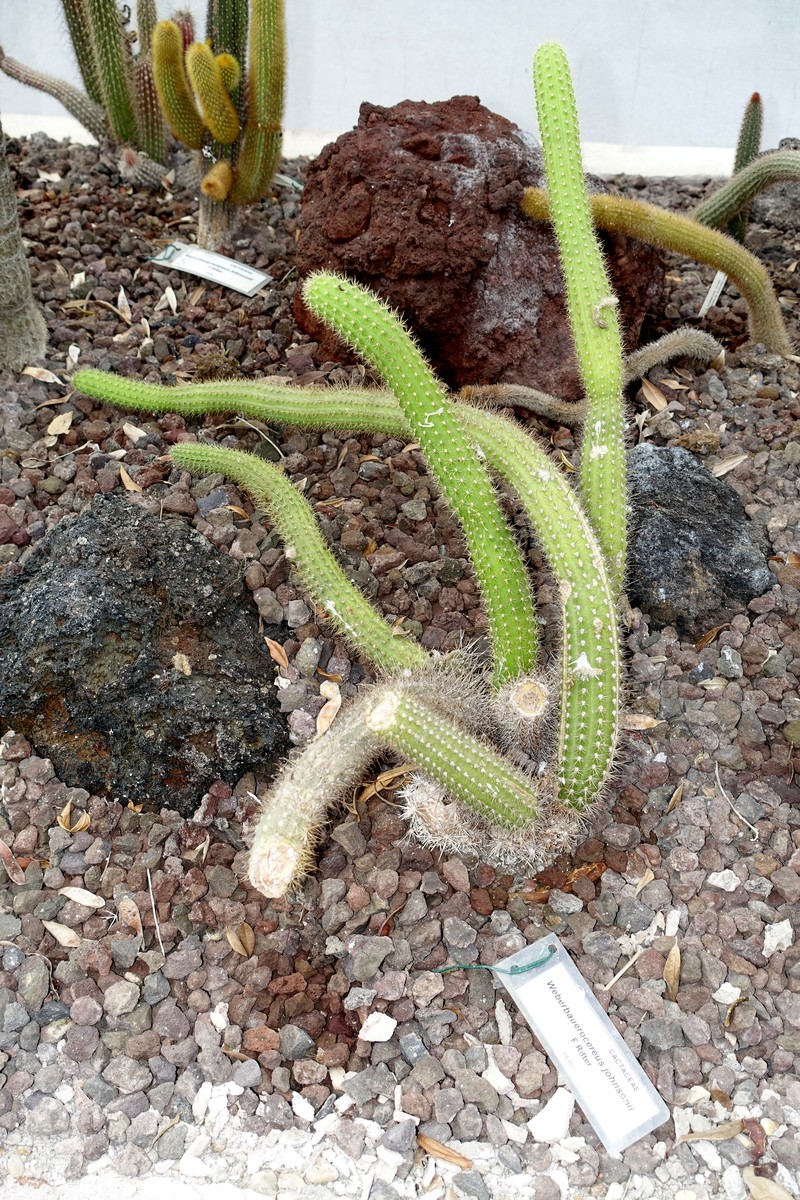 Weberbauerocereus winterianus photo 4