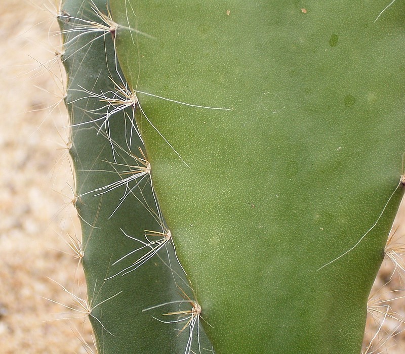 Weberocereus frohningiorum