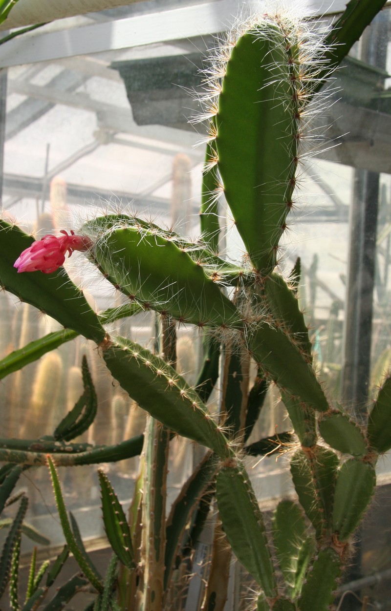 Weberocereus frohningiorum photo 2