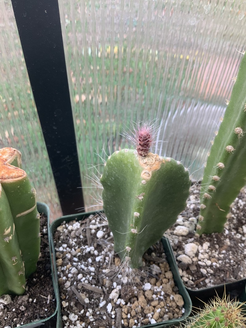 Weberocereus frohningiorum photo 4