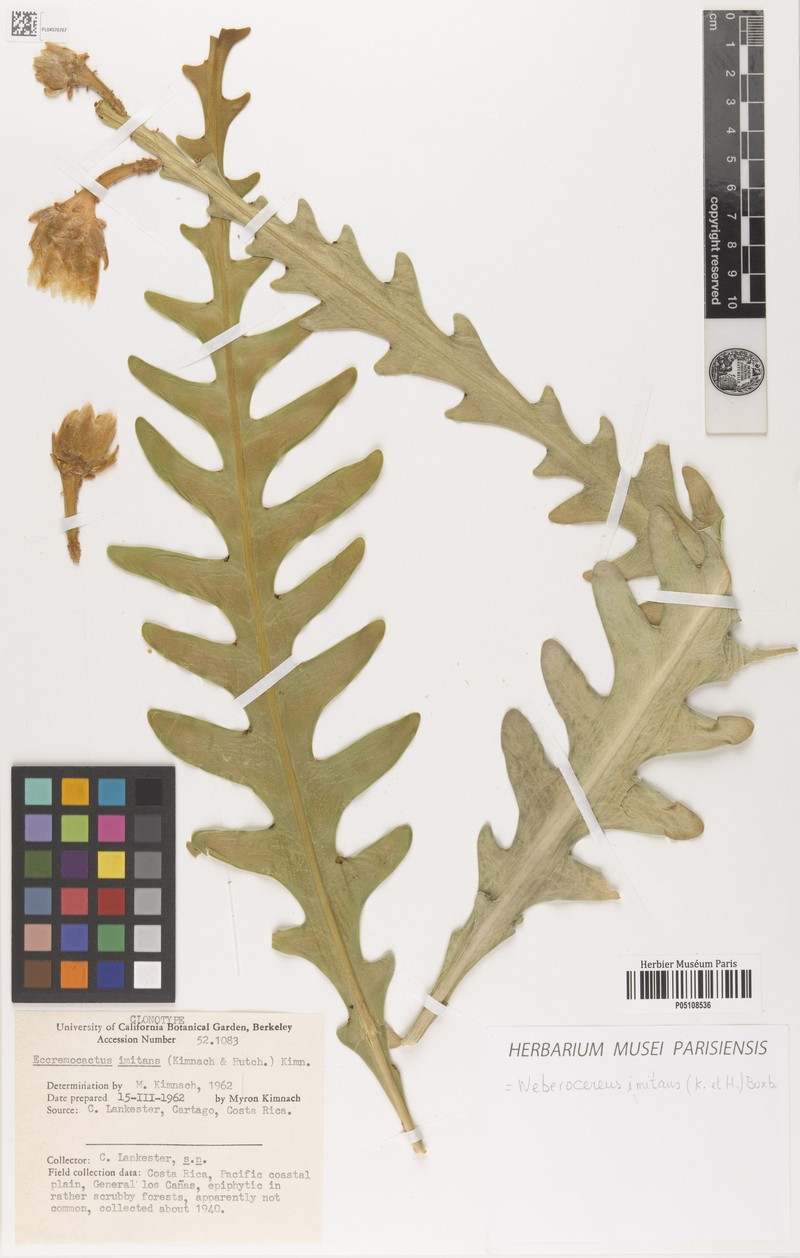 Weberocereus imitans