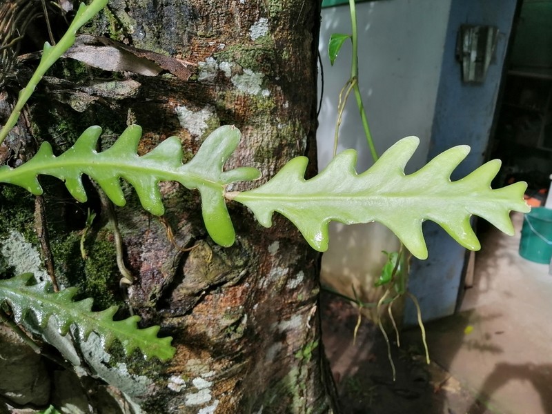 Weberocereus imitans photo 3