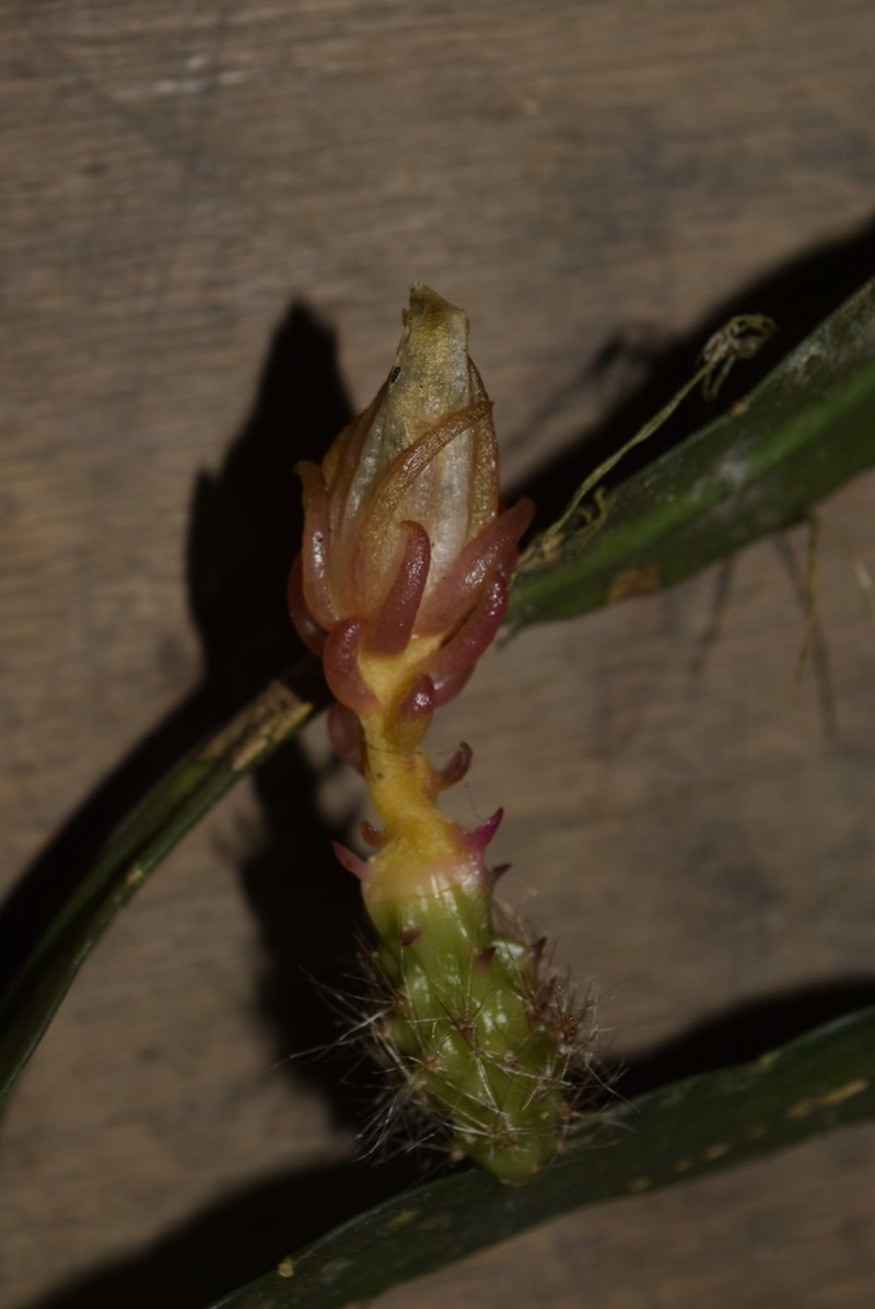Weberocereus rosei photo 2