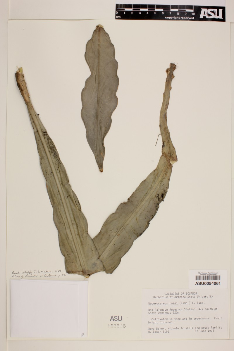 Weberocereus rosei photo 3
