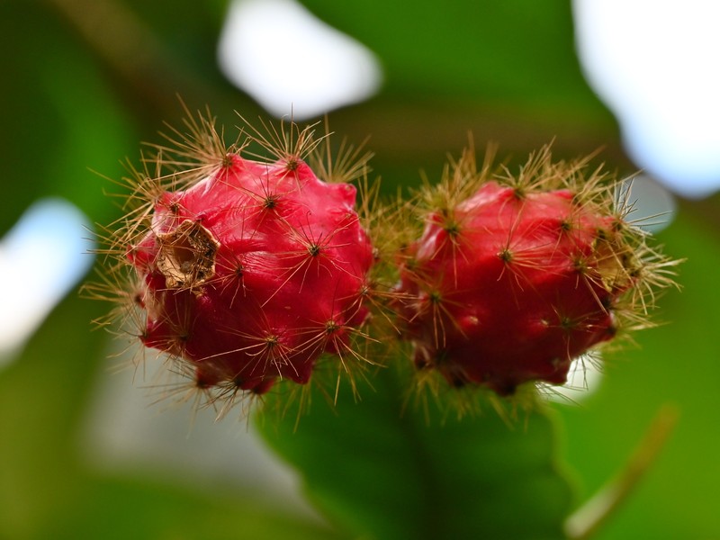 Weberocereus rosei photo 4