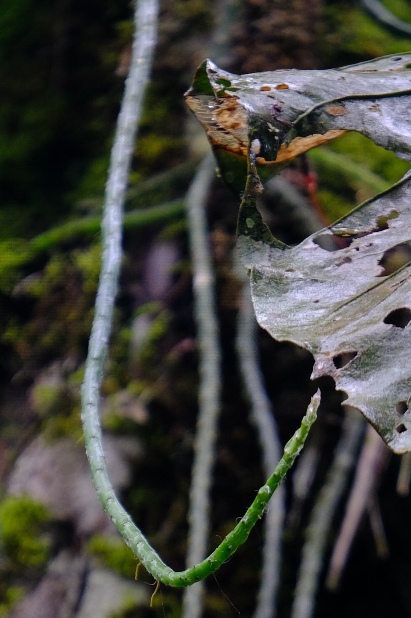 Weberocereus trichophorus photo 2