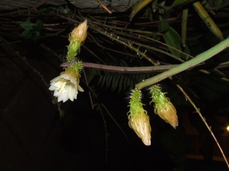 Weberocereus tunilla