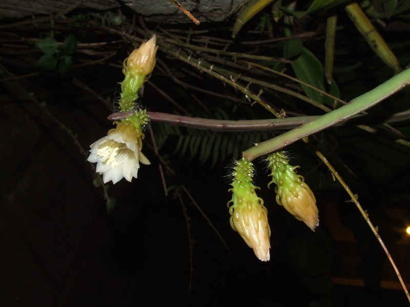 Weberocereus tunilla subsp. biolleyi photo 2