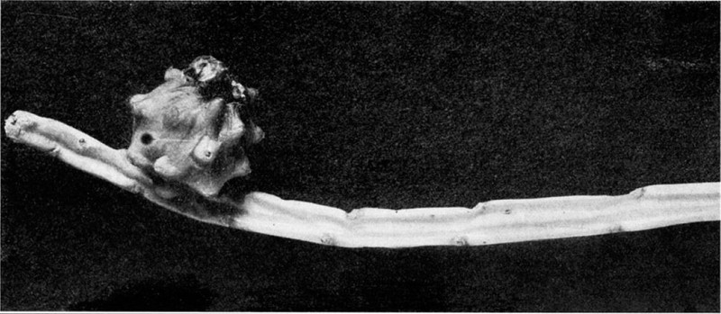 Weberocereus tunilla subsp. biolleyi