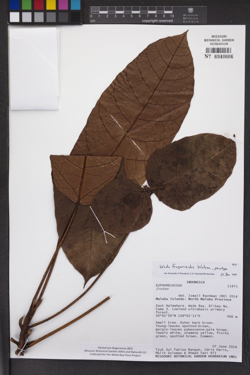 Weda fragarioides