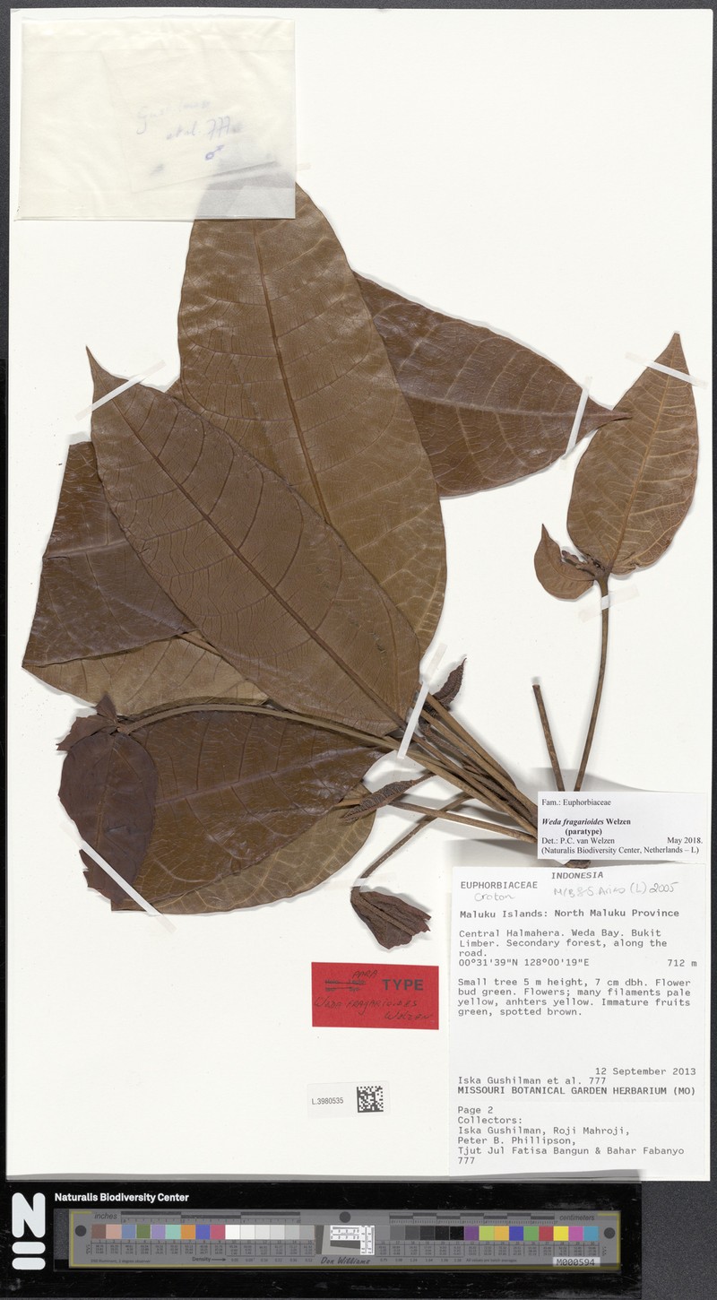 Weda fragarioides photo 2