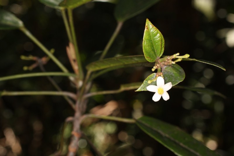 Weda fragarioides photo 4
