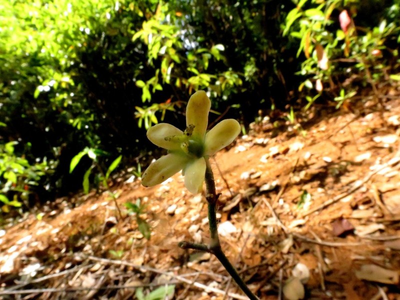 Weda lutea