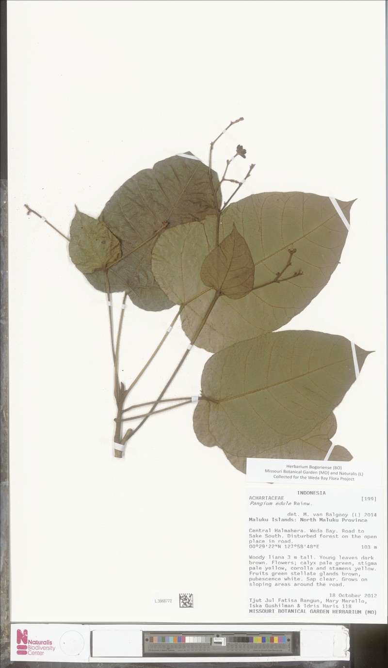 Weda lutea photo 2