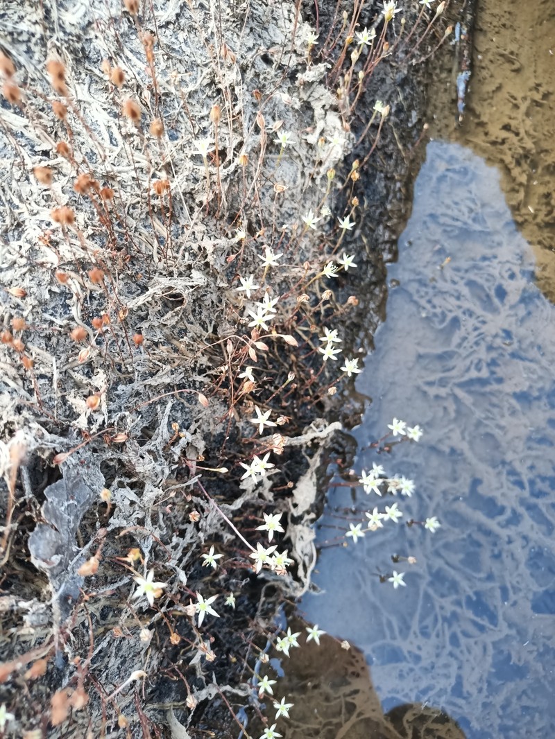 Weddellina squamulosa