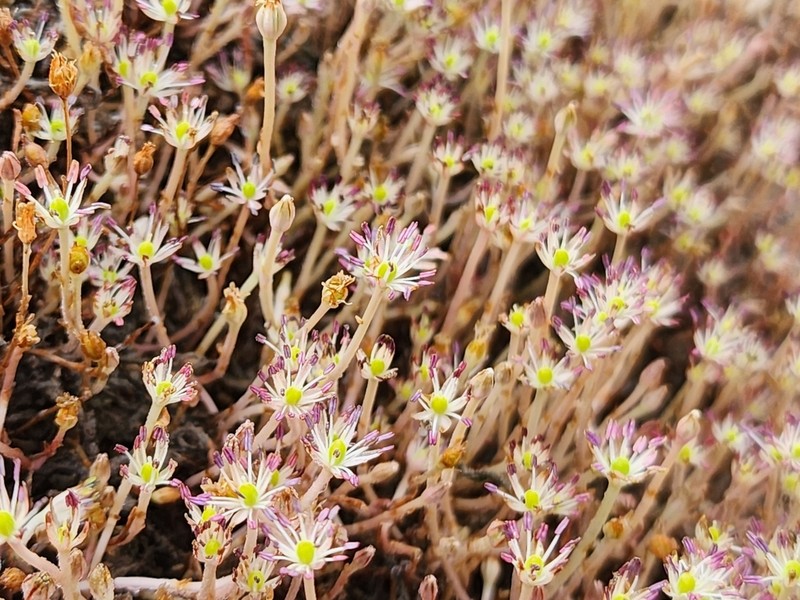 Weddellina squamulosa photo 3
