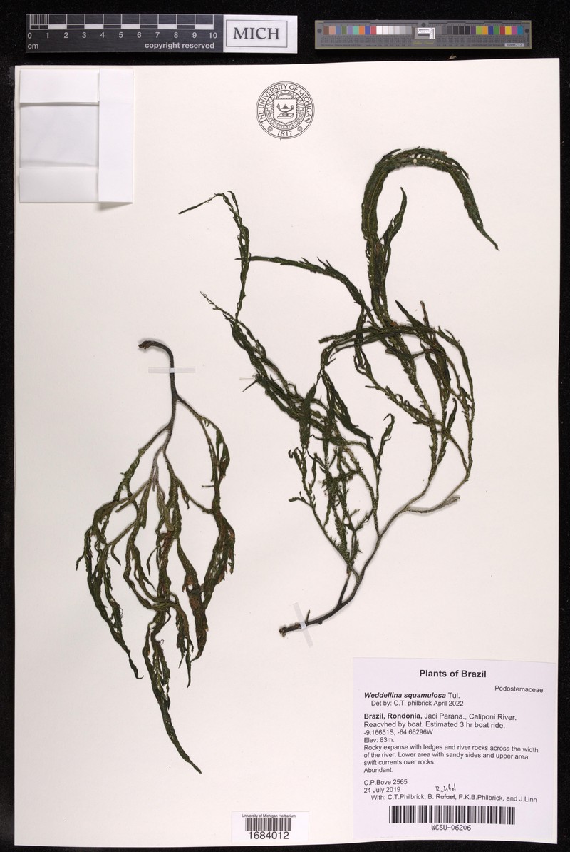 Weddellina squamulosa photo 6