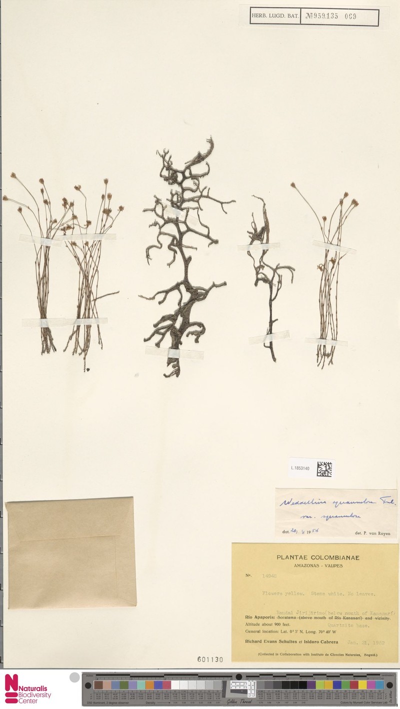 Weddellina squamulosa f. squamulosa