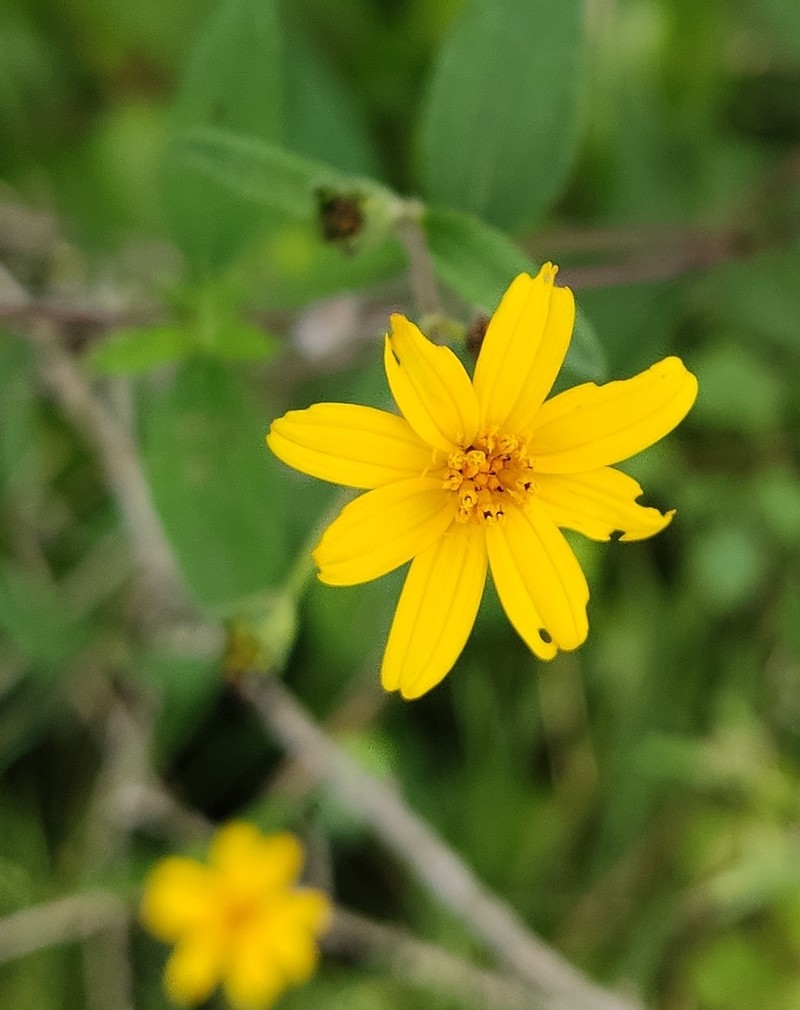 Wedelia acapulcensis