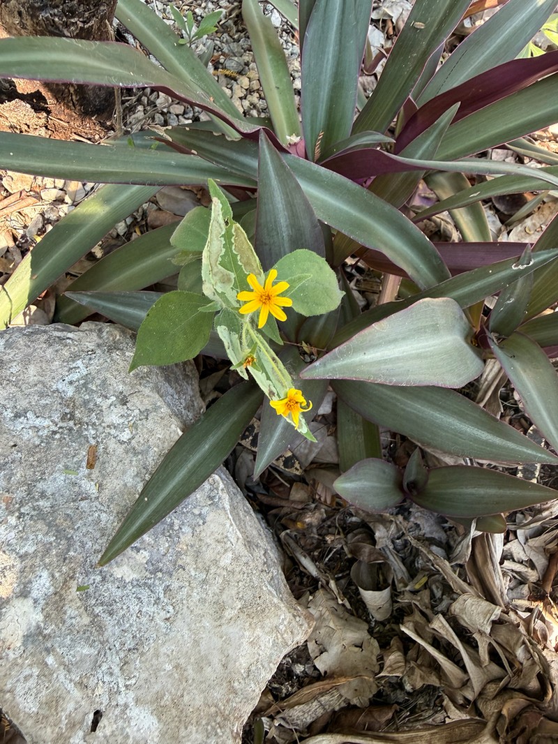 Wedelia acapulcensis photo 2