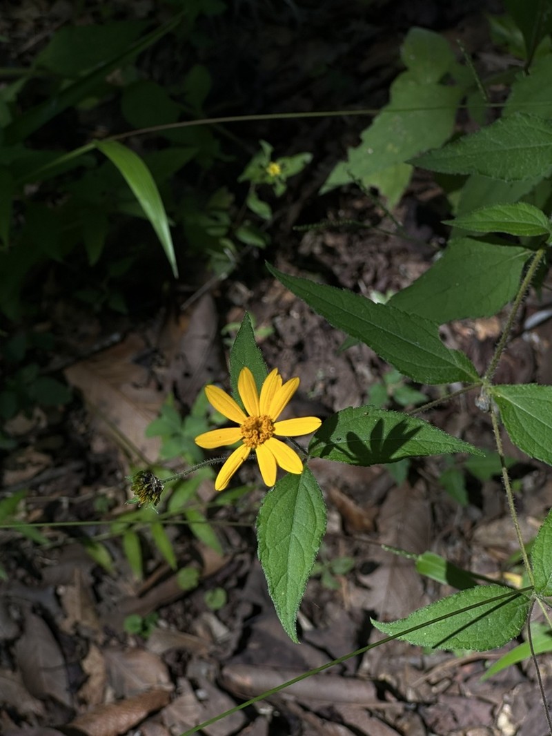 Wedelia acapulcensis photo 3