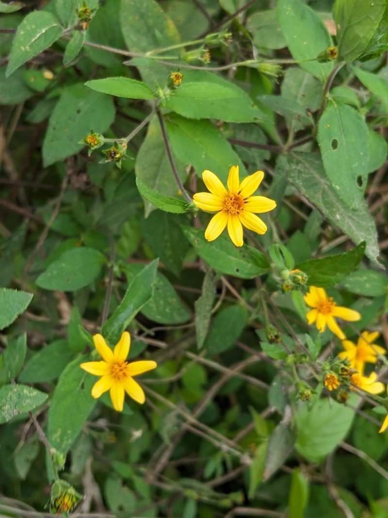 Wedelia acapulcensis photo 4