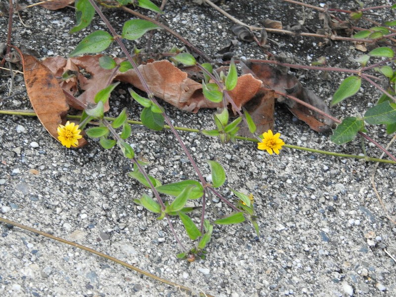 Wedelia acapulcensis photo 5
