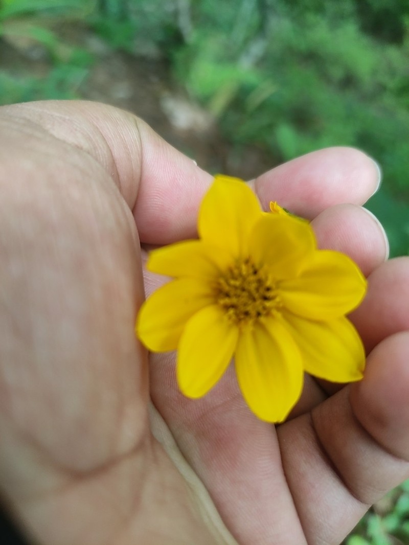 Wedelia acapulcensis photo 6