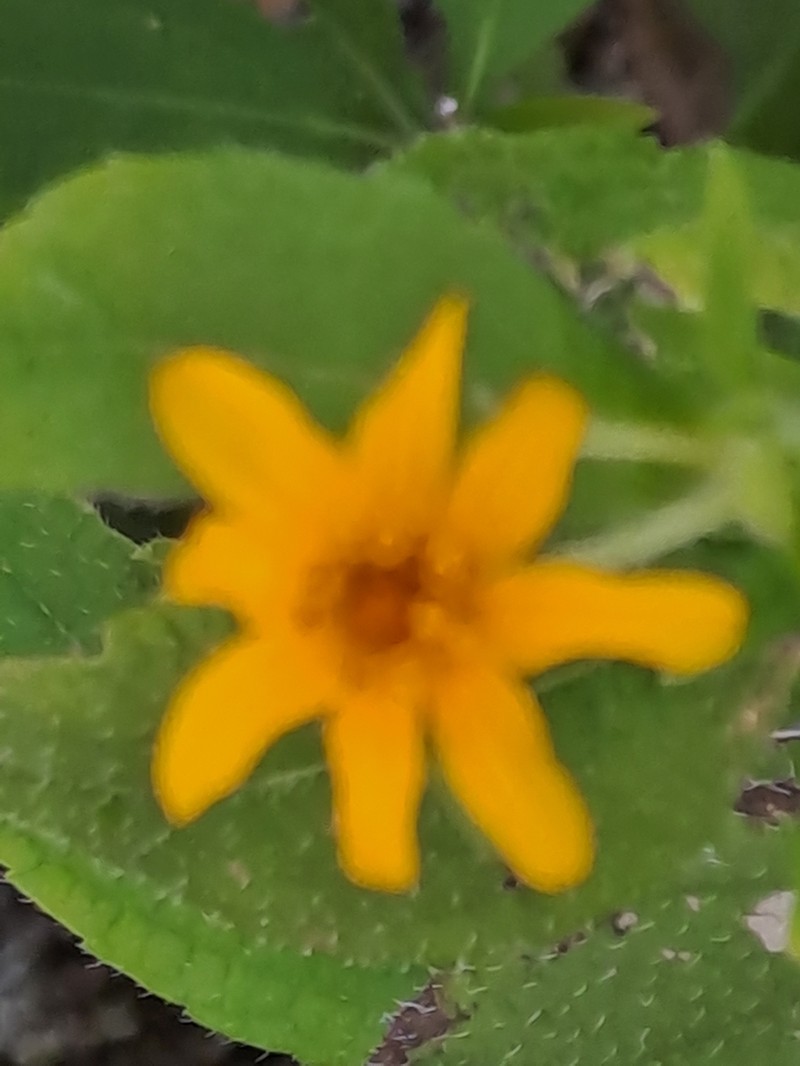 Wedelia acapulcensis photo 7