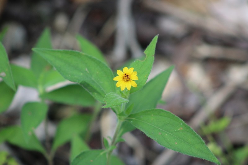 Wedelia acapulcensis photo 8