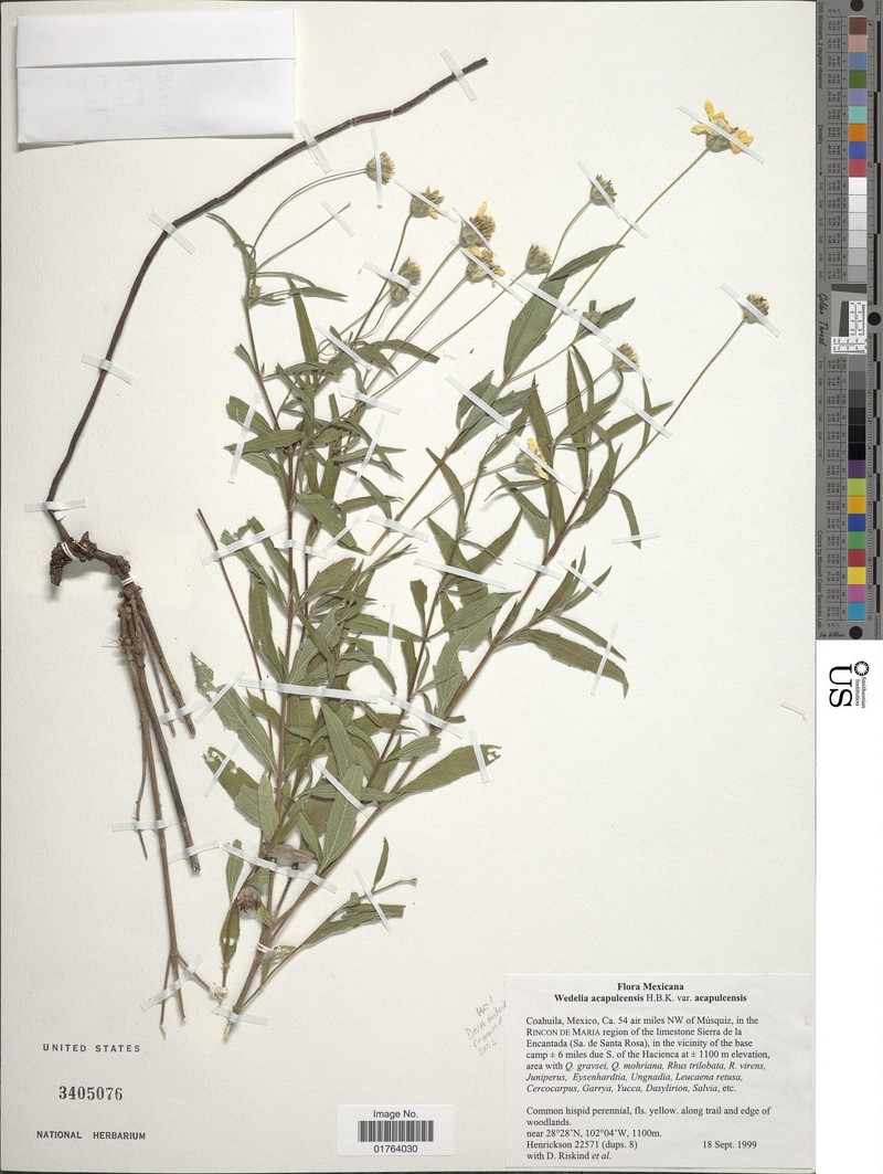 Wedelia acapulcensis var. acapulcensis