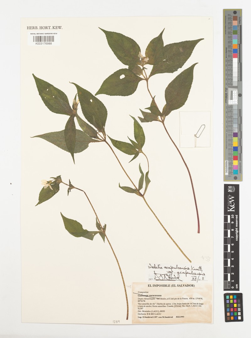 Wedelia acapulcensis var. acapulcensis photo 2