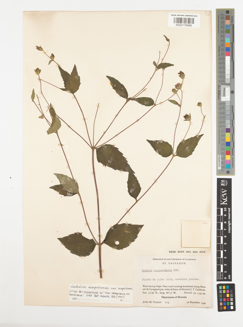 Wedelia acapulcensis var. acapulcensis photo 3