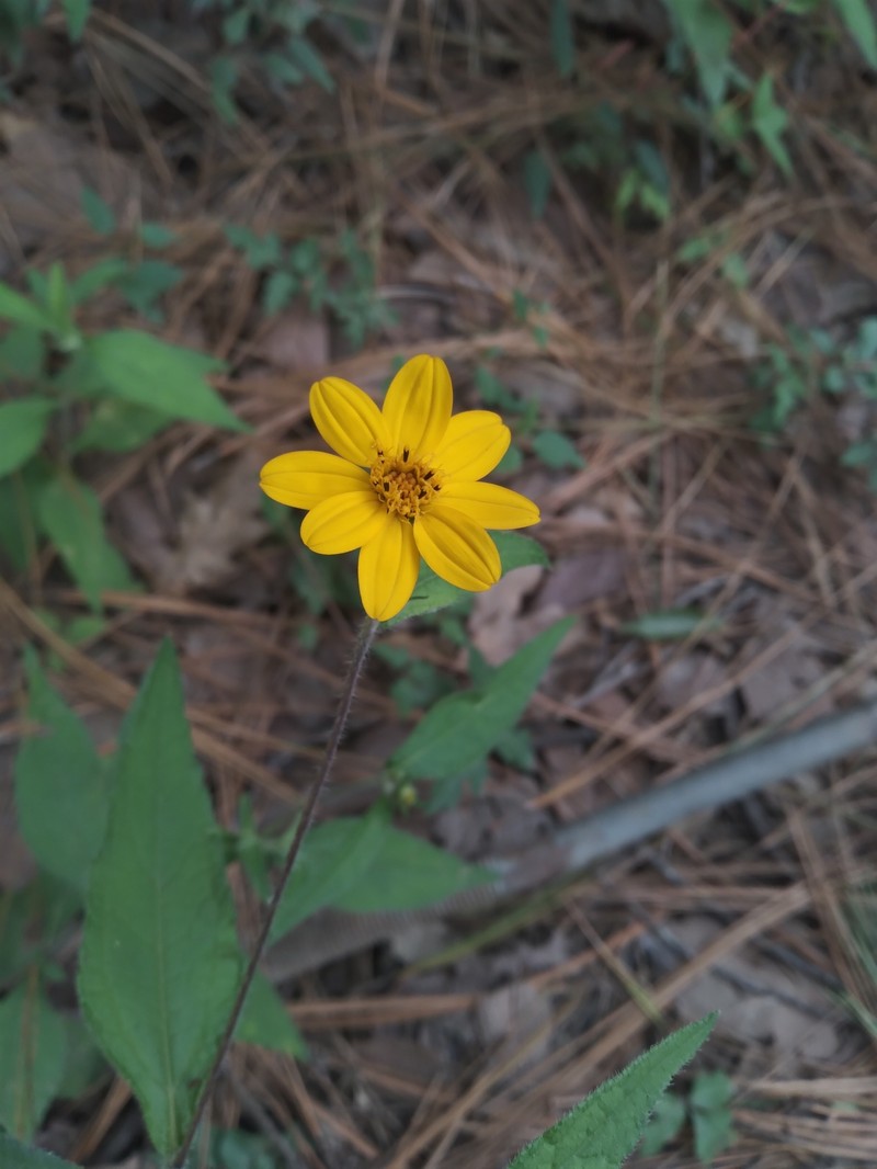 Wedelia acapulcensis var. ayerscottiana