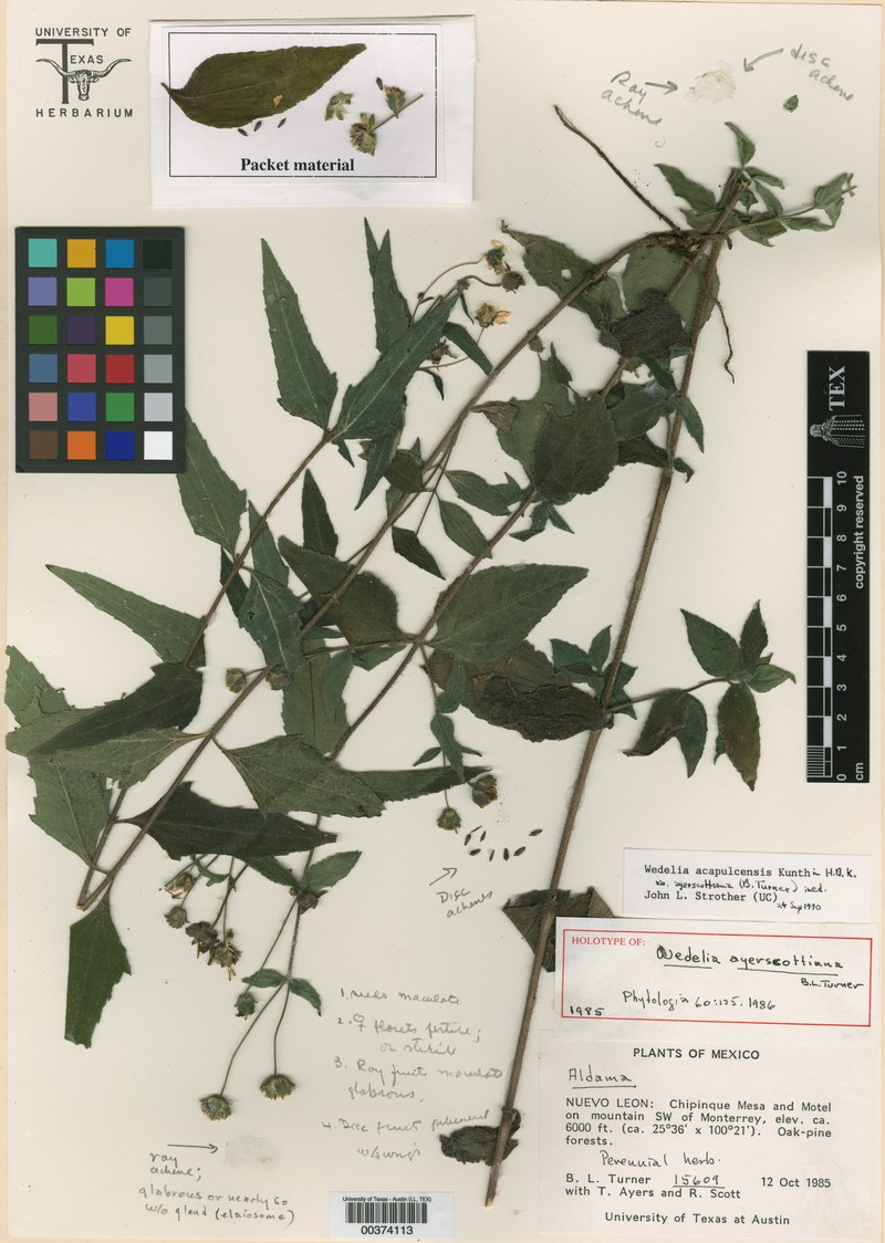 Wedelia acapulcensis var. ayerscottiana photo 2