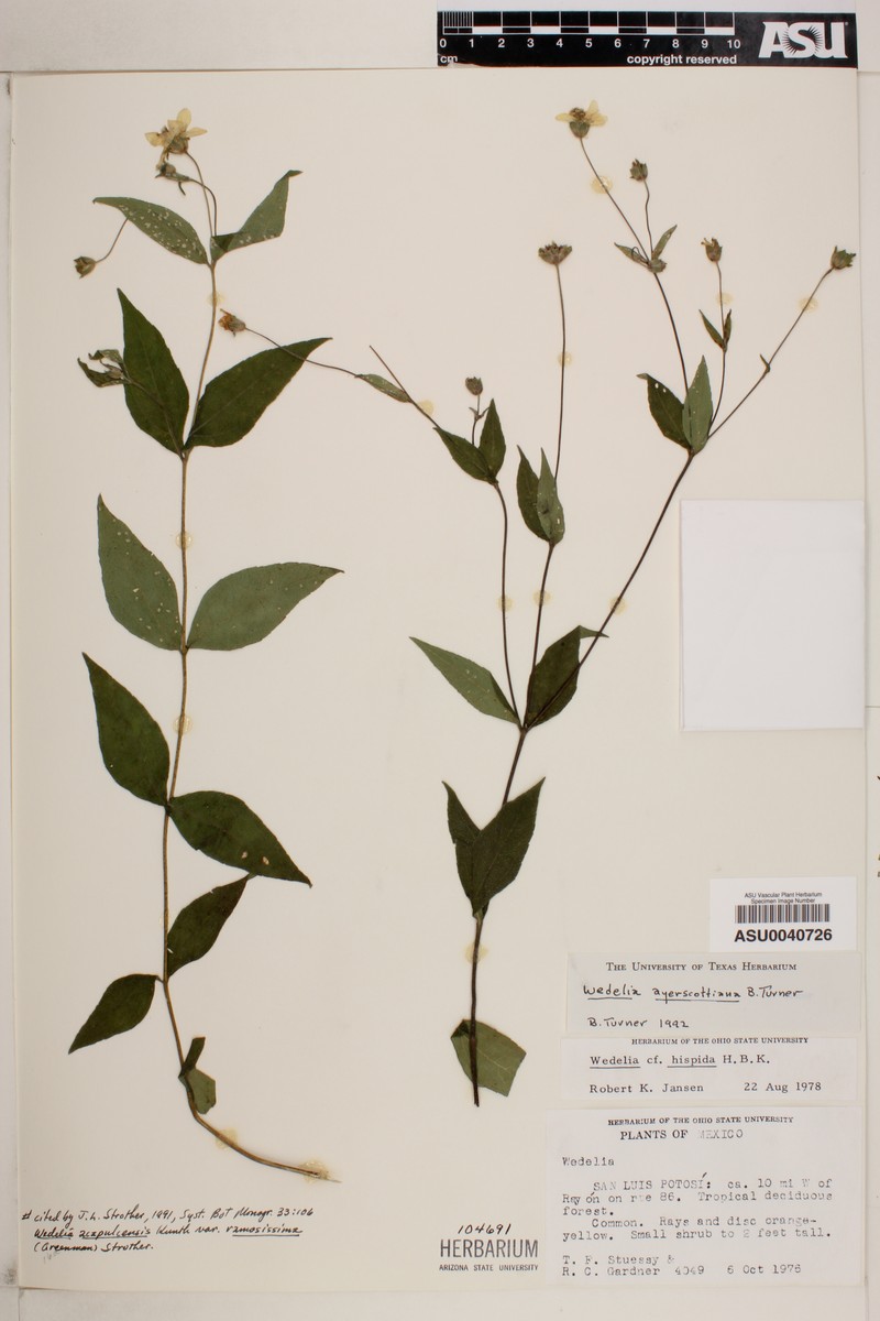 Wedelia acapulcensis var. ayerscottiana photo 3