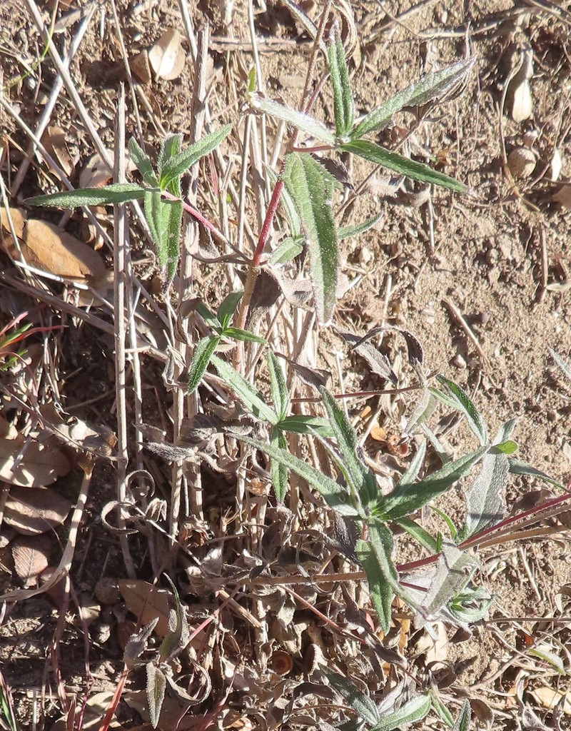 Wedelia acapulcensis var. hispida
