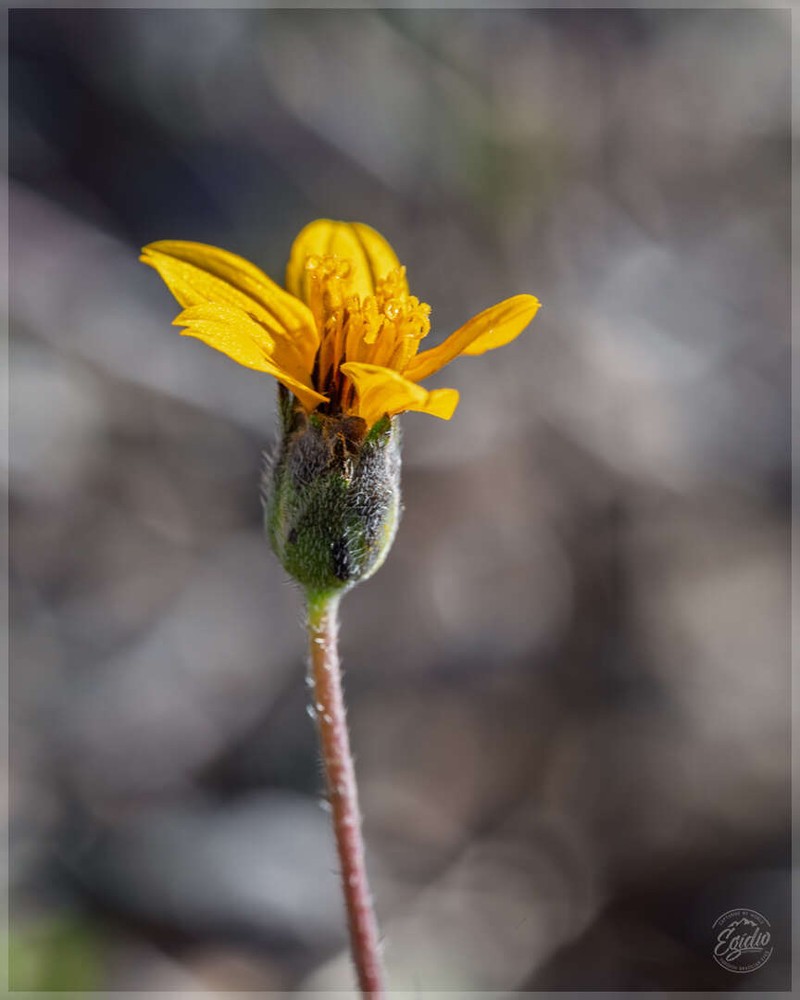 Wedelia acapulcensis var. hispida photo 2