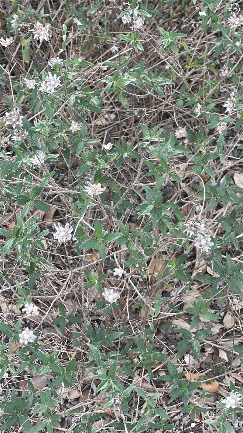 Wedelia acapulcensis var. hispida photo 3