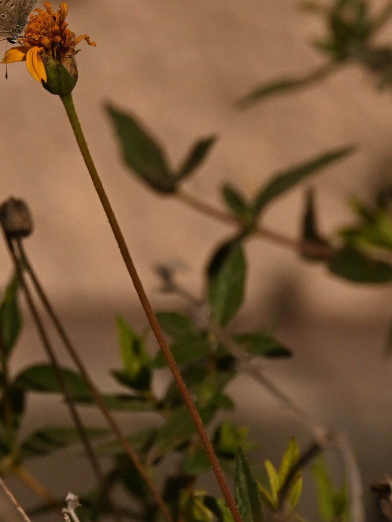 Wedelia acapulcensis var. hispida photo 4