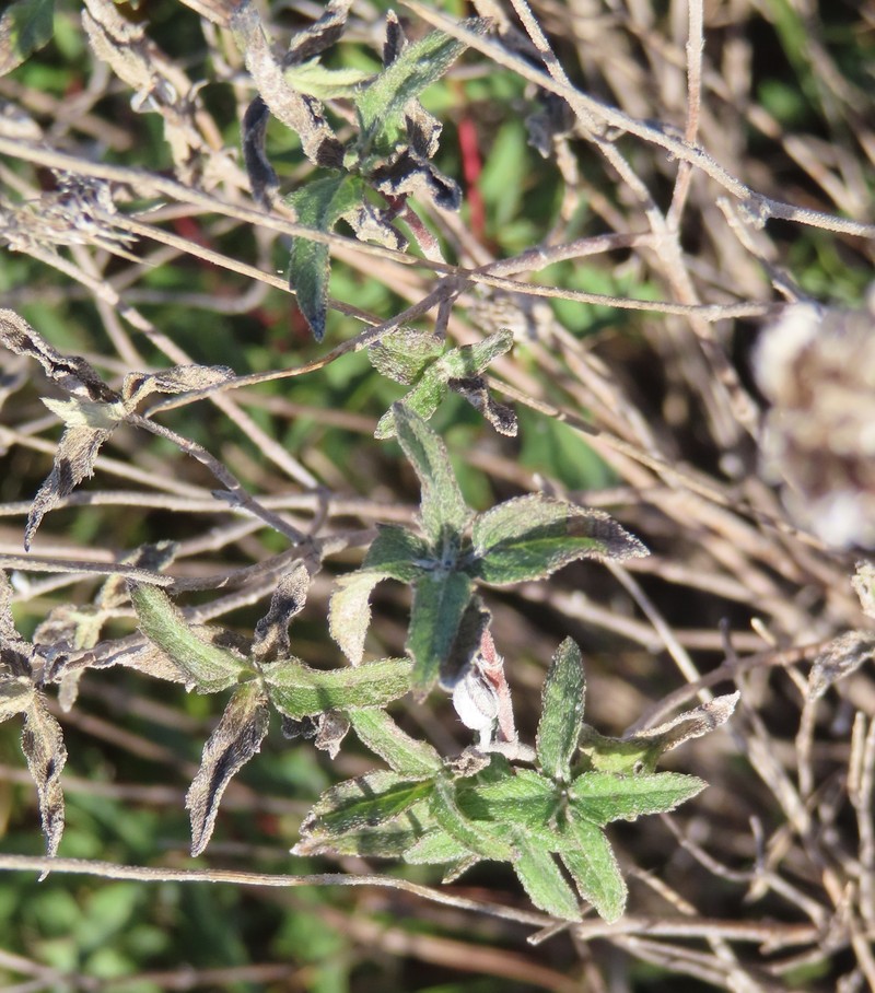 Wedelia acapulcensis var. hispida photo 5