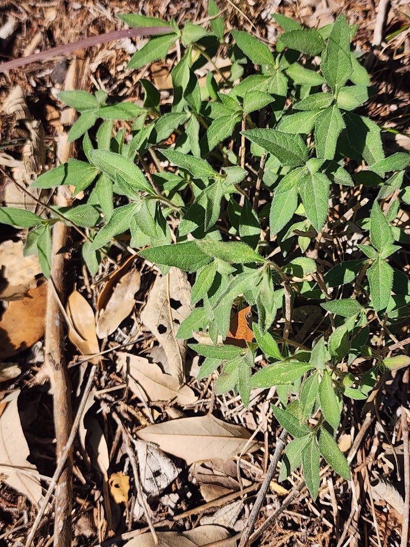 Wedelia acapulcensis var. hispida photo 6