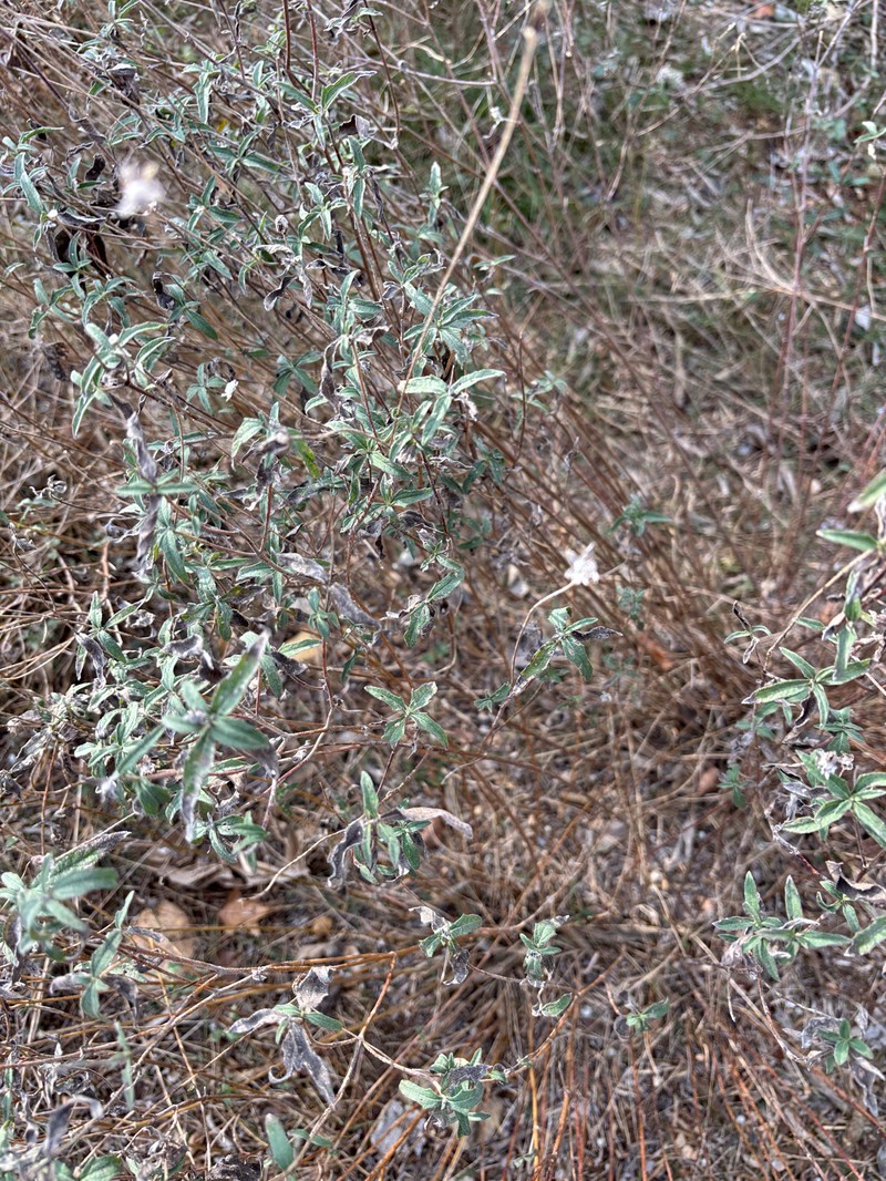 Wedelia acapulcensis var. hispida photo 7