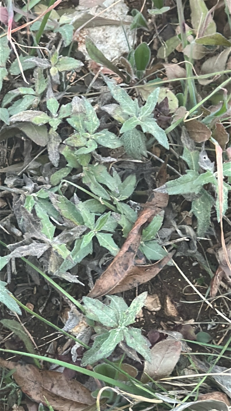 Wedelia acapulcensis var. hispida photo 8